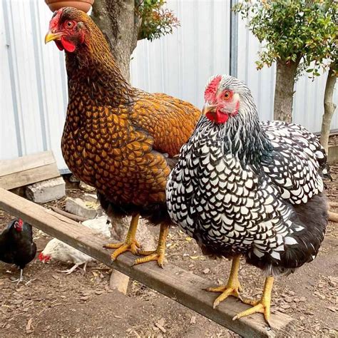 Heritage Chicken Breeds For Your Backyard Coop In Chicken