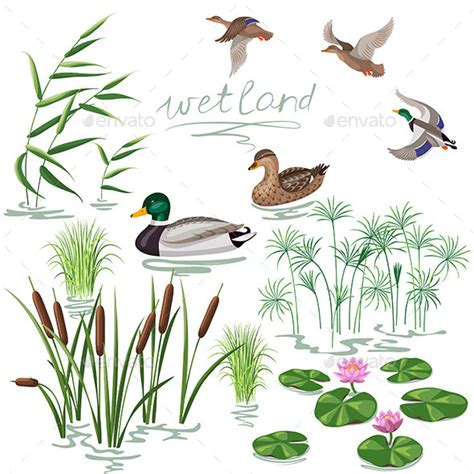 Wetland Animals And Plants For Kids