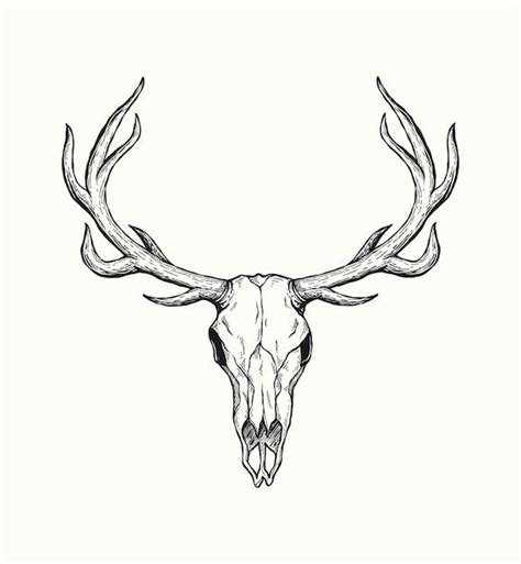 Premium Vector Sketch Of Deer Skull Isolated On White Background