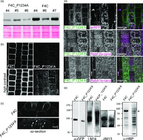 Substitution Of Pro Residues In Pro Rich Domain Affects Abundance And