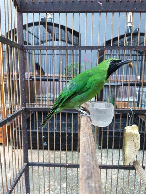 Cucak Ijo Jadi Burung Dilindungi Artikel Lhk