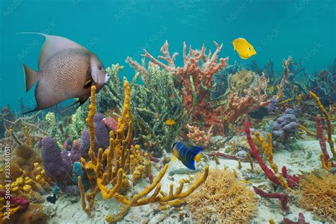 Caribbean Sea Life