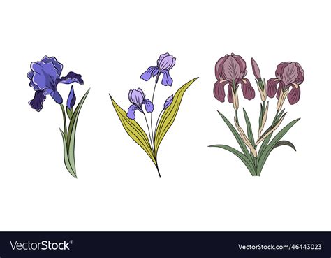 Botanical Set Of Iris February Birth Month Flowers