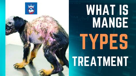 What is Mange? Types, Causes and Treatment of Mange. – Royal Pets Hospital