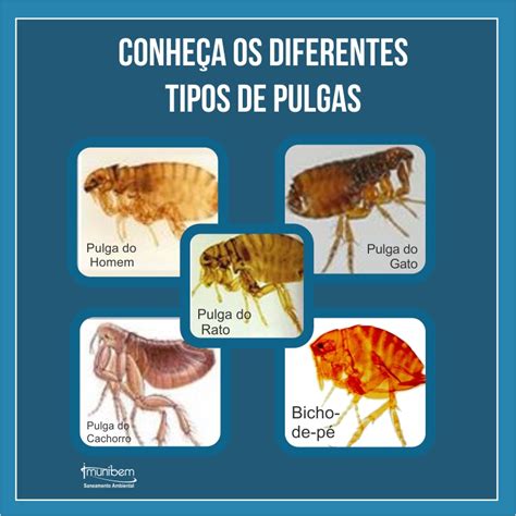 Diferentes Tipos De Pulgas