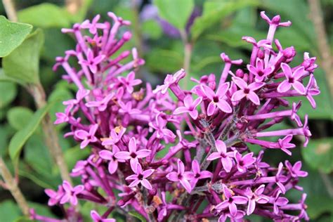 Syringa Bloomerang Dark Purple Edelflieder Bloomerang Dark Purple