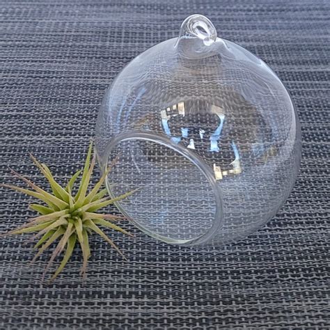 Air Plant Glass Globe - Etsy