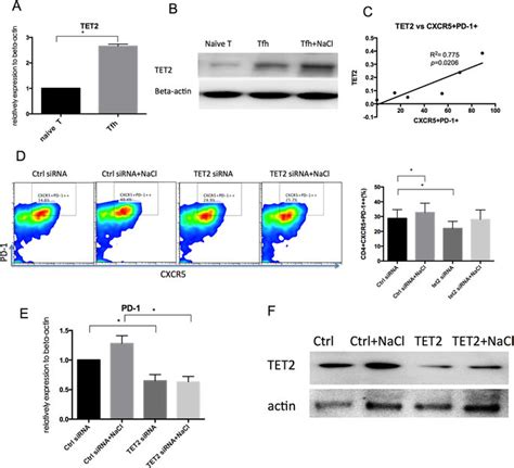 Tet2 Plays An Important Role In Tfh Cell Differentiation And Download Scientific Diagram