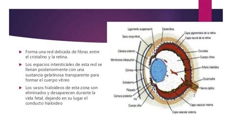 Ojo Embriologia