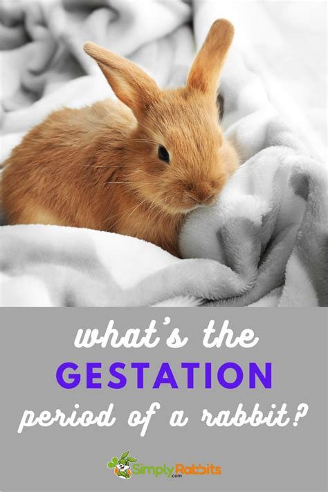 What’s the gestation period of a rabbit? | Gestation period, Rabbit ...