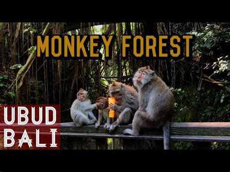 Monkey Forest Ubud Bali Tempat Wisata Popular Di Bali Virtual Tour