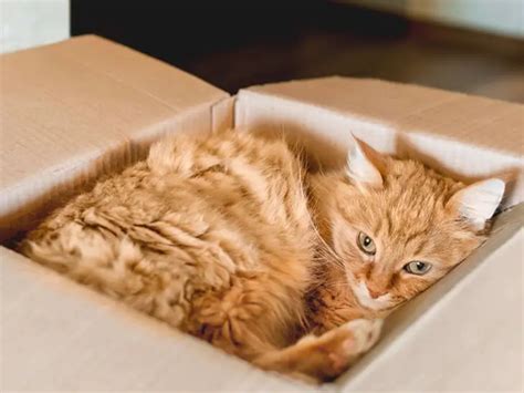 Pourquoi les chats aiment ils se cacher dans des boîtes en carton Le