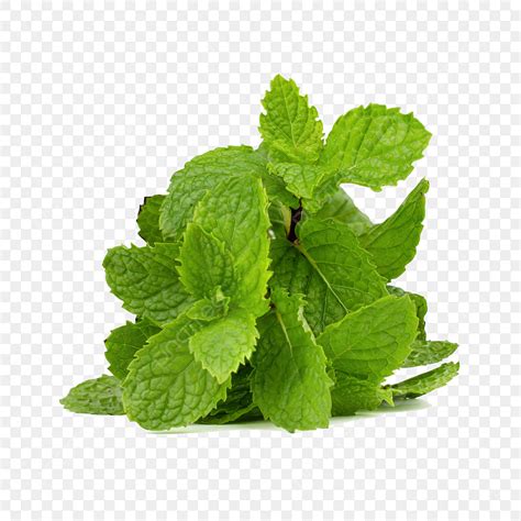 Mint Leaves White Transparent Green Mint Leaves Isolated On