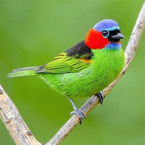 A Colorful Bird Sitting On Top Of A Tree Branch