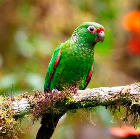 Protecting Southwest Ecuador’s Last Remaining Cloud Rainforest | The ...