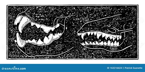 Comparing Teeth of Carnivora and Insectivora Animals, Vintage Illustration Stock Vector ...