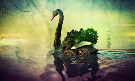 Black Swan Art - Canvas Print, Wall Art