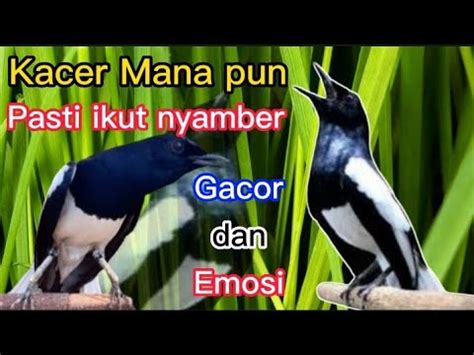 Suara Kacer Gacor Bikin Kacer Mana Pun Pasti Ikut Gacor Dan Emosi