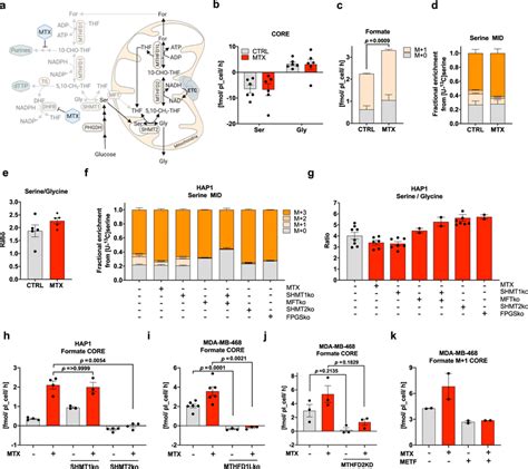 Mitochondria Protect 1c Metabolism Dependent Serine Catabolism Upon Download Scientific Diagram