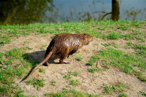 Premium Photo | The brown muskrat with long tail on the grass