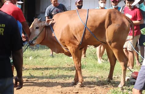 Kaidah Memilih Hewan Qurban Sapi Kerbau Atau Kambing Berikut