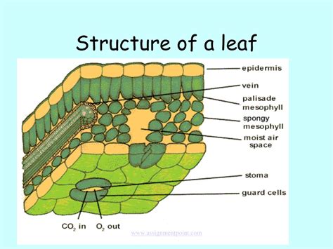 PPT - Leaf Structure and Photosynthesis PowerPoint Presentation, free ...