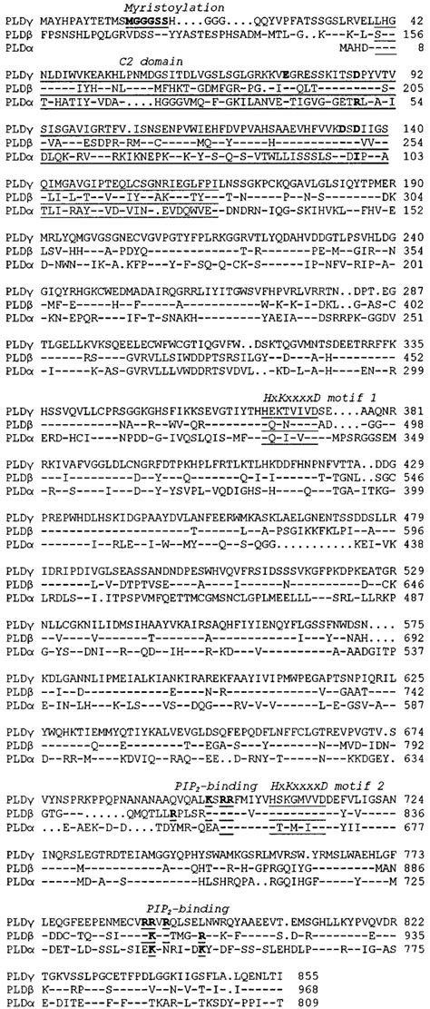 Amino Acid Sequence Alignment And Domain Structures Of Arabidopsis