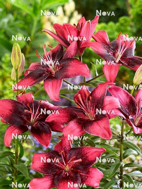 N1914693 Lilium Asiatic Purple Eye