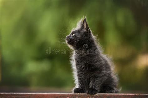 Beautiful Maine Coon Kitten Posing Outdoors In Summer Stock Image