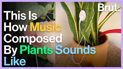 Artist Invents Device That Can Listen To Plant Music Youtube