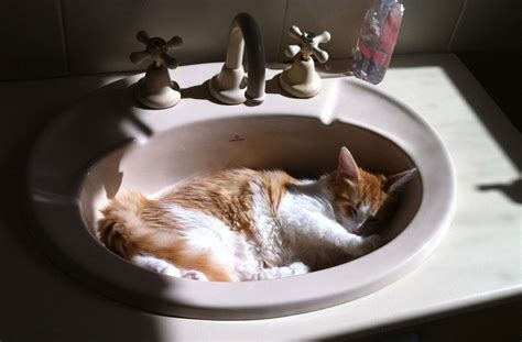 Quiet Corner:4 Odd Cat Sleeping Habits Explained - Quiet Corner