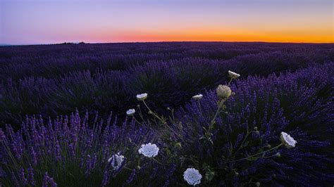 Campo De Lavanda Y Flores Al Atardecer Fondo De Pantalla K Hd Id