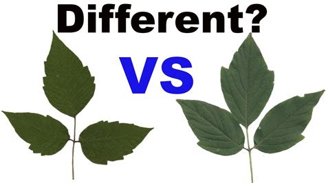 Poison Ivy Vs Box Elder Simple Trick To Tell Them Apart Youtube