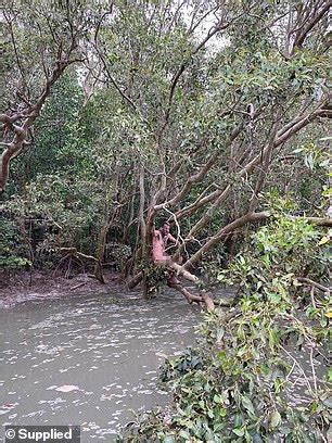 NT Naked Mangrove Fugitive Pleads Guilty To Assault After Day Hideout Next To Croc Infested