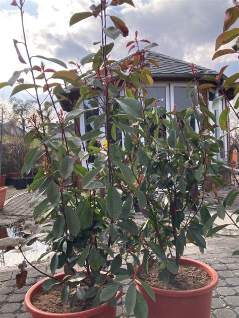 Rarit Ten Spiess Baumschule Gartengestaltung Wahlsburg