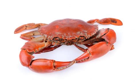 Premium Photo Sea Crab On White Background