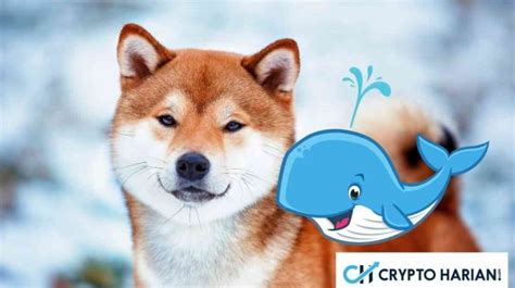 Whale Baru Shiba Inu Borong 4 Triliun SHIB Harga Naik