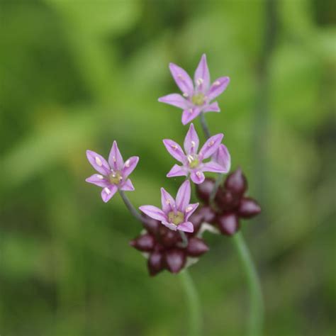 Prairie Future Seed Company Wild Garlic