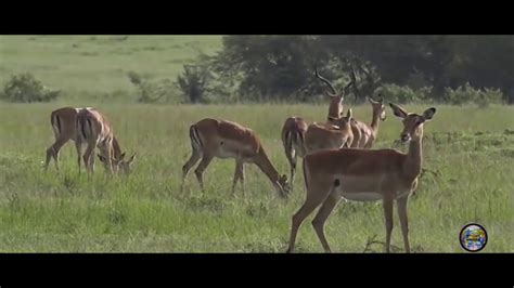 Mara Sex Impala Youtube