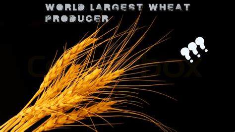 World S Largest Wheat Producing Country Youtube