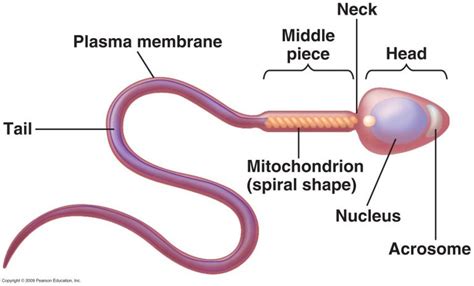 Parts Of A Sperm Cell