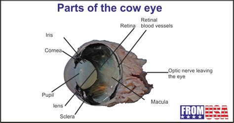 Parts Of The Cow Eye