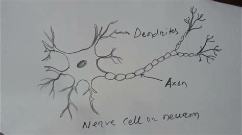 Draw A Labelled Diagram Of Nerve Cell Neuron How To Draw A Neurondraw Neuron Diagram Youtube