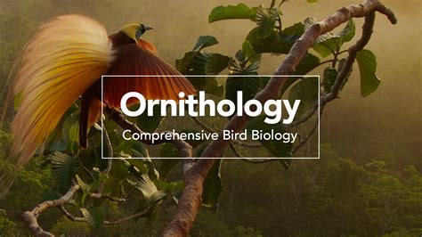 Handbook Of Bird Biology Media Library Bird Academy The Cornell Lab