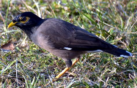 Free Download Hd Wallpaper Myna Common Myna Mynah Acridotheres