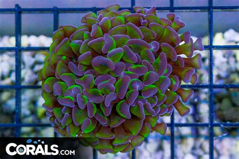 Branching Hammer Australia Neon Stems Purple Tips Head Corals