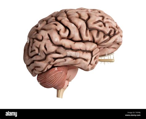 3d Rendered Medically Accurate Illustration Of An Unhealthy Brain