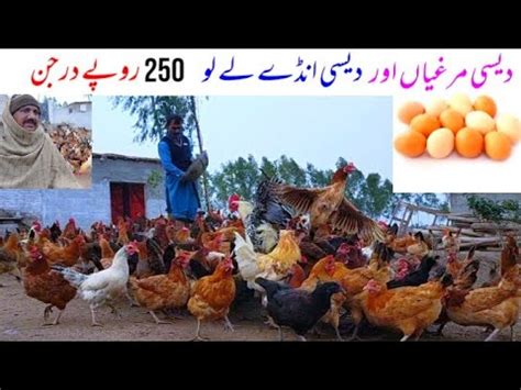 Desi Hen Farming Business And Ideas Eggs Business In Pakistan