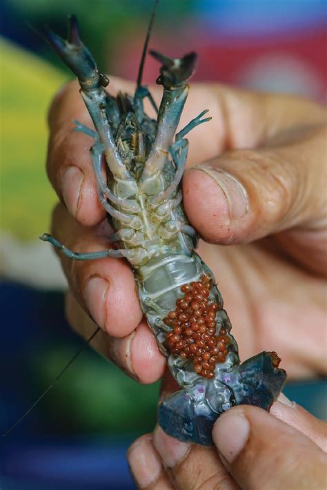 Buku Panduan Ternak Lobster Air Tawar Pdf Bisnis Budidaya Pembenihan