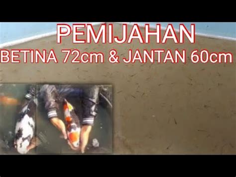 CARA Dan LANGKAH MEMIJAHKAN IKAN KOI INDUKAN 72CM Breeder Oemah Koi